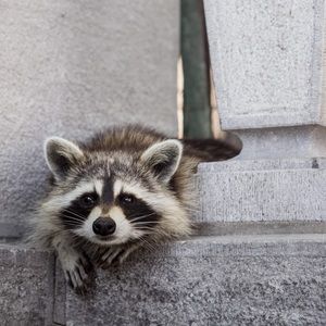 Meet your Posher, Jo